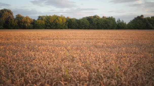 Aerial View Flight Ripe Golden Wheat Field Sunrise Motion Camera — Stock videók