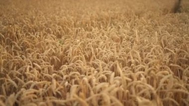 Gün doğumunda serpiştirilmiş güzel altın buğday parçacıklarıyla dolu büyük tarlanın yakın görüntüsü. Sabah altın buğday tarlası dokusunun hareketli görüntüsü. İyi hasat konsepti 