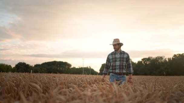 Cinematic Shot Farmer Touching Wheat Crop Ears Control Quality Grain — Stockvideo