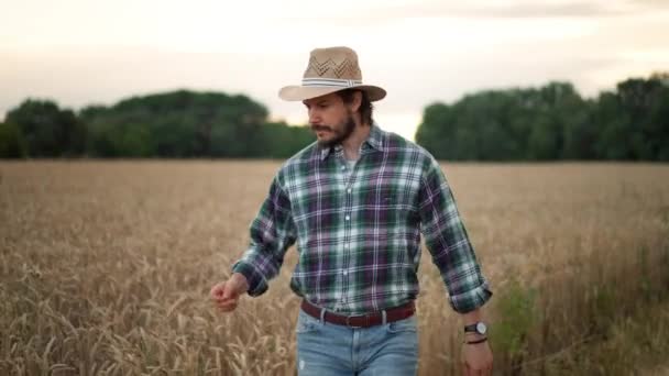 Bearded Man Farmer Walking Golden Wheat Field Taking Sprinkle His — Stock Video