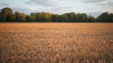 Hava görüntüsü. Olgun altın buğday tarlasının üzerinde güneş doğarken uçmak. Altın buğday tarlasından geçerek ormana ve mavi gökyüzüne doğru yürüyüşün hareketli kamera görüntüsü. İyi hasat konsepti