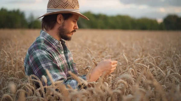 Agronomist Examining Cultivated Cereal Crop Harvesting Barley Field Bearded Farmer — 图库照片