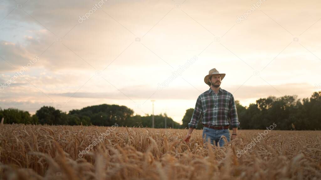 Cinematic shot of farmer touching wheat crop ears to control a quality in grain field used for biological ecological natural cereal farming and organic cultivation ready for harvesting