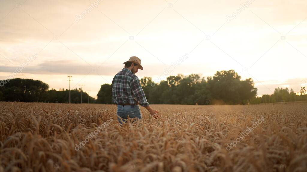 On a sunny day man touching wheat with hand at the field. Concept: ecology, clean air, summer, spring, plantation, grass, plants, environment, gold.