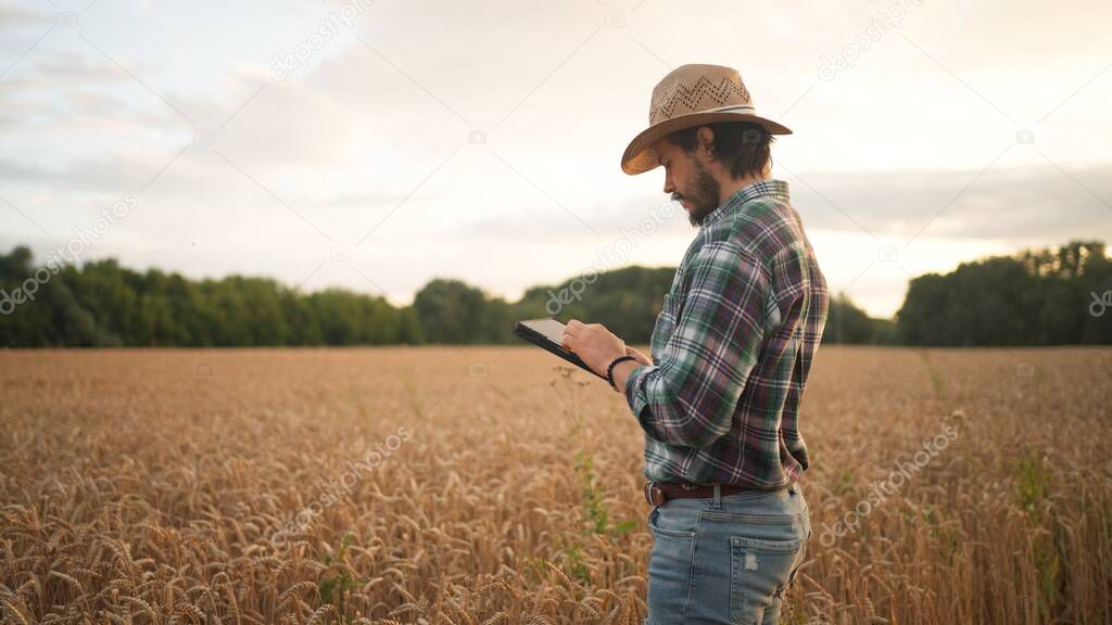 Side view of bearded man in checkered shirt and hat browsing tablet while checking cereal crops in agricultural field against cloudless blue sky during inspection. Farmer using tablet in field 