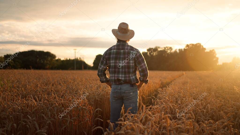Rear shot of the agriculturalist man standing in yellow wheat field on sunset and looking at the harvest. Cultivation and farming concept
