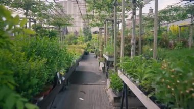Green plants growing in modern greenhouse with hydroponic technology. Closeup view of plantation of seedlings in light glasshouses with aquaponics