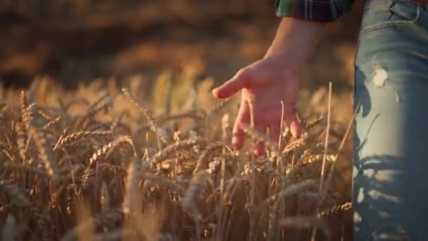 夕暮れ時に小麦の畑を歩いている男の農家のクローズアップビューは 手でスプリンクルに触れ 彼の収穫を検査します 農業事業の概念 — ストック動画
