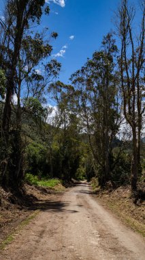 Orman ve yoldaki ağaçlar