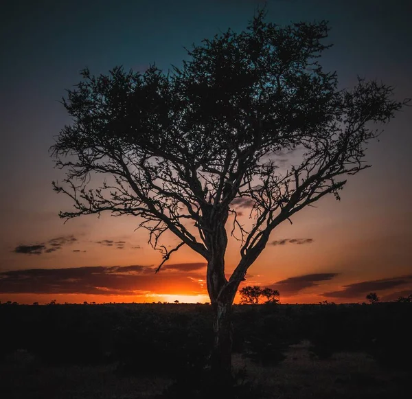 Uma Árvore Nascer Sol — Fotografia de Stock