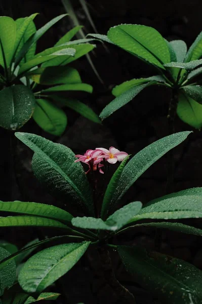 毛里求斯 雨后热带花卉 — 图库照片