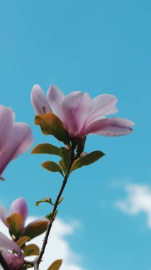 Kyiv 2021, bahar, şehirde yürüyüş. 