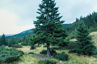 Güzel Karpat Dağları, yol, tepeler, orman, Ukrayna