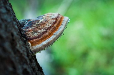 Güzel Karpat Dağları, yol, tepeler, orman, Ukrayna