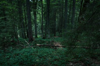 Güzel Karpat Dağları, yol, tepeler, orman, Ukrayna