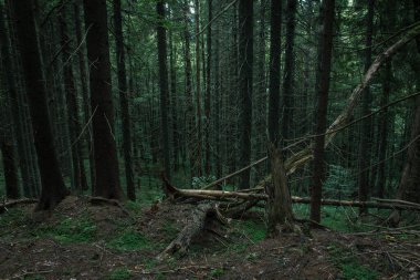 Güzel Karpat Dağları, yol, tepeler, orman, Ukrayna