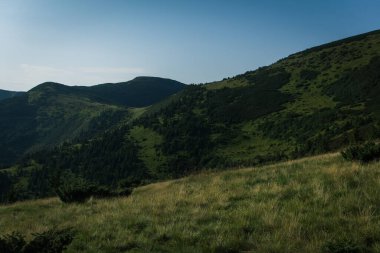 Güzel Karpat Dağları, yol, tepeler, orman, Ukrayna