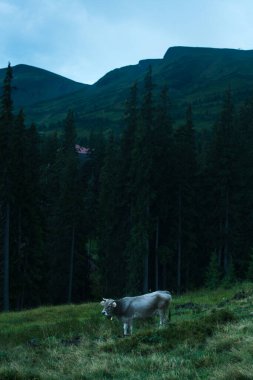 Güzel Karpat Dağları, yol, tepeler, orman, Ukrayna