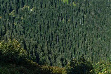 Güzel Karpat Dağları, yol, tepeler, orman, Ukrayna