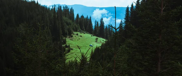 Beautiful Carpathian Mountains Road Hills Forest Ukrainene — Stock Photo, Image