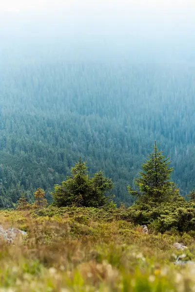 Красивые Карпатские Горы Дорога Холмы Лес Украинен — стоковое фото