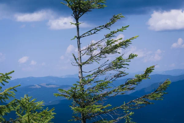 Güzel Karpat Dağları, yol, tepeler, orman, Ukrayna