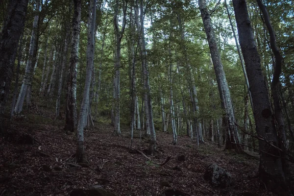 Красивые Карпатские Горы Дорога Холмы Лес Украинен — стоковое фото