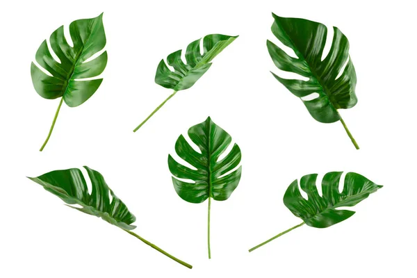Monstera leaf, tropical evergreen plant isolated on white background