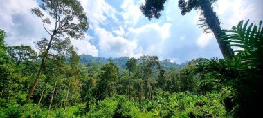 Malezya 'daki tropikal yağmur ormanları