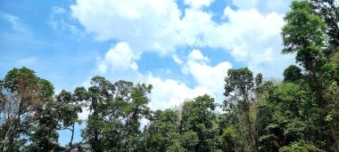 Malezya 'daki tropikal yağmur ormanları