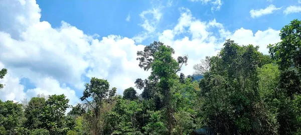 Tropical Rainforest Malaysia — Stock Photo, Image