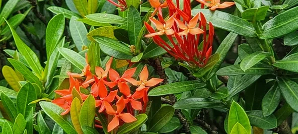 Flowers Garden — Stock Photo, Image