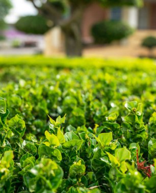 Kesilen çalılar yeni parlak filizler açıyor. Yeşil taze görünüyor.