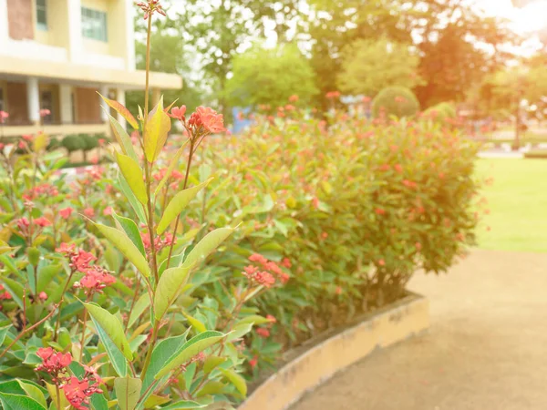 Spicy Jatropha Plant Family Euphorbiaceae Shrub Rather Tall Sparse Bark — Stock Fotó