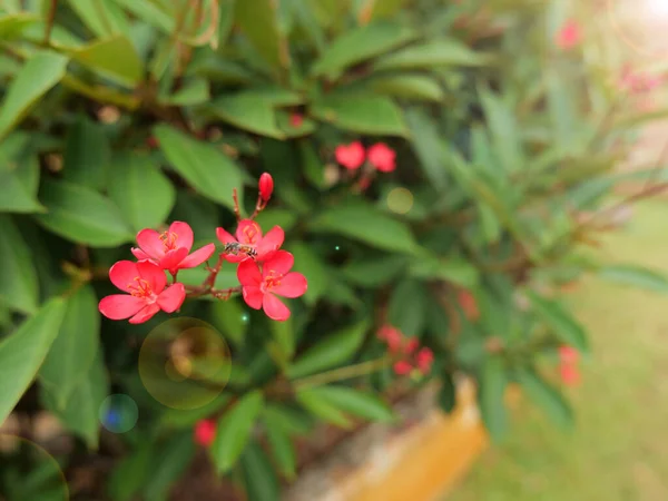 Spicy Jatropha Plant Family Euphorbiaceae Shrub Rather Tall Sparse Bark — Stock fotografie