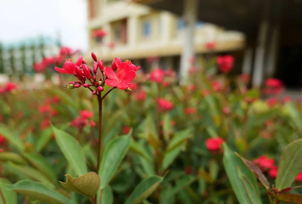 Baharatlı Jatropha, Euphorbiaceae familyasından bir bitki türü. Kabuk rengi, kabuk kahverengi, gri. Sabahın köründe bahçedeki kırmızı kahverengi dallar