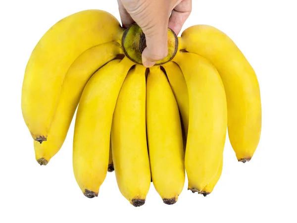 手握一根香蕉 一把梳子 金黄色 熟透了 随时可以吃 营养丰富效果好 效果大 在工作室里拍摄 背景洁白 剪开小径 — 图库照片