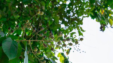 Lagerstroemia dalları Sonbaharda, yeşil yapraklarının gölgesi arkadan aydınlatılır.