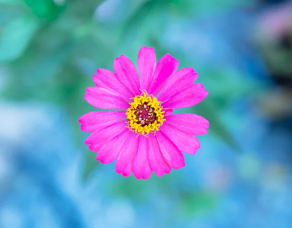 Fuchsia Gerbera, tek çiçek, fotoğraf çekimi ağaçların bahçesinde yukarıdan sığ bir tarla derinliği