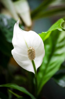 Beyaz kalla çiçeği, gün ışığında kapalı alan bitkisi. Spatthiphyllum