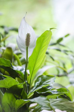 Beyaz kalla çiçeği, gün ışığında kapalı alan bitkisi. Spatthiphyllum