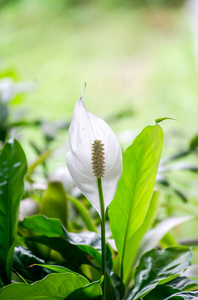 White calla flower, indoor plant close-up in daylight. Spathiphyllum