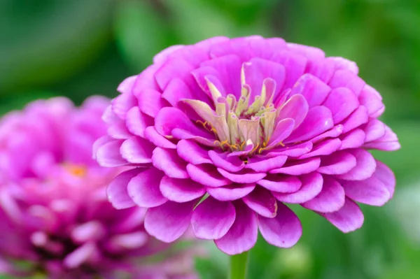 Zinnia Květiny Zahradě Zblízka Letní Každoroční Závod — Stock fotografie