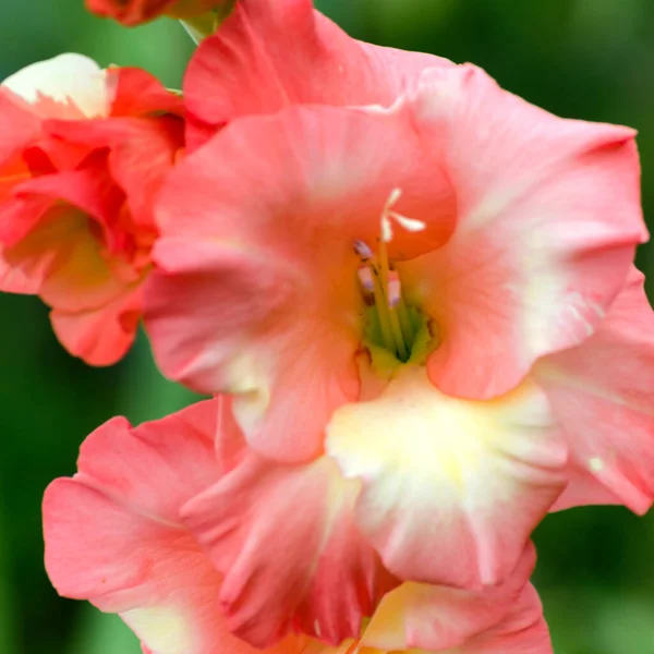 Gladiolus Zamknij Się Kwiat Ogrodzie Latem — Zdjęcie stockowe