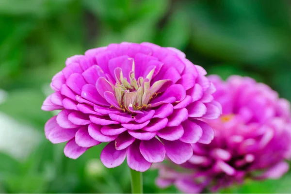 Zinnia Blüht Garten Aus Nächster Nähe Einjährige Sommerpflanze — Stockfoto