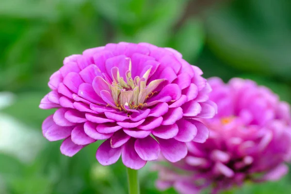 Zinnia Blüht Garten Aus Nächster Nähe Einjährige Sommerpflanze — Stockfoto