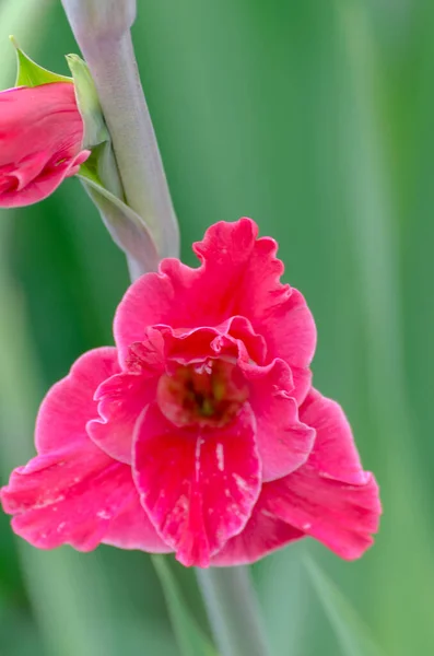 Gladiolus Zamknij Się Kwiat Ogrodzie Latem — Zdjęcie stockowe