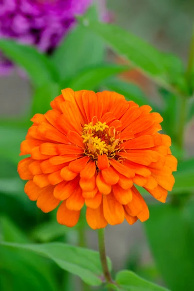 Квіти Zinnia Саду Близько Літня Рослина — стокове фото
