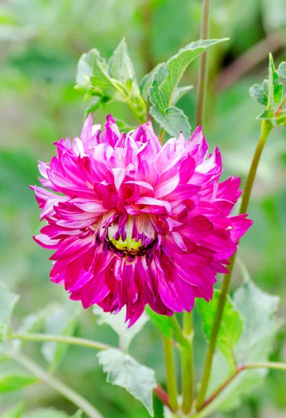 Dahlia Blommor Nära Håll Stora Vackra Blommor Sommarträdgården — Stockfoto