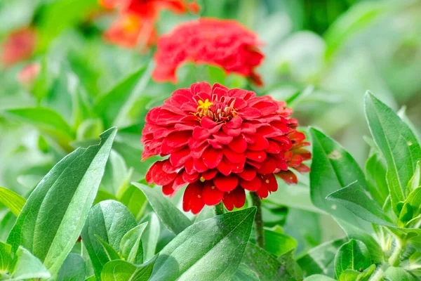 Zinnia Bloemen Tuin Close Zomer Eenjarige Plant — Stockfoto